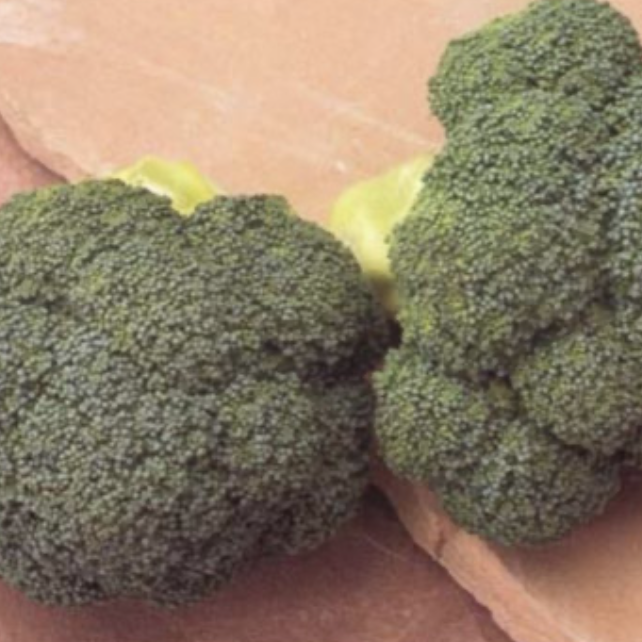 Seed Broccoli Marathon F1 10M 77g Terranova