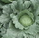 Seed Cabbage Pacific Green F1 25G Terranova