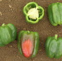 Seed Capsicum California Wonder 25G Terranova