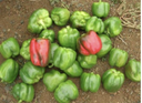 Seed Capsicum Yolo Wonder B 100G Terranova