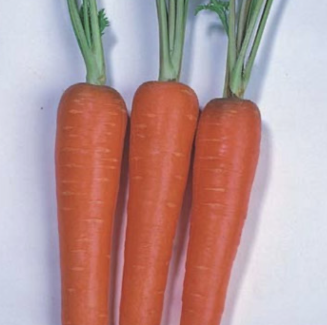 Seed Carrot New Kuroda 500G Terranova