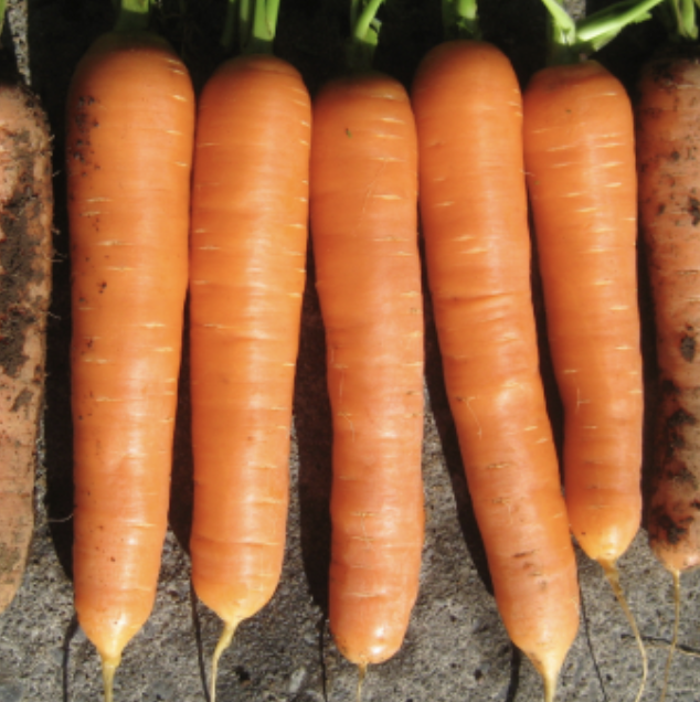 Seed Carrot Topweight 25G Terranova