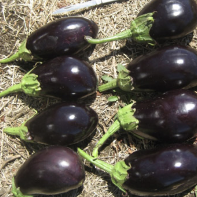 Seed Eggplant Black King F1 10G Terranova