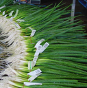 Seed Onion Zeffa 25g Terranova