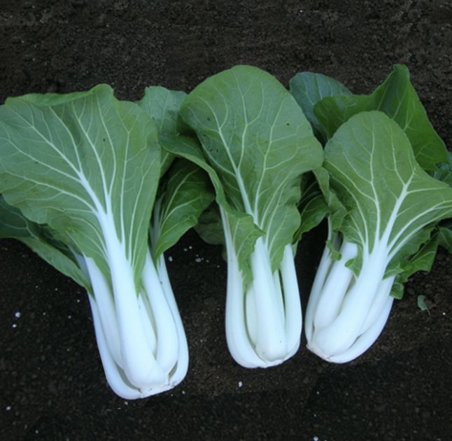 Seed Pakchoy White Op 500g Terranova 
