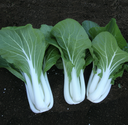 Seed Pakchoy White Op 500g Terranova 