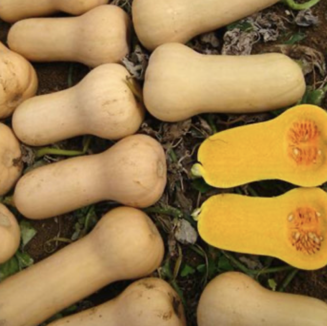 Seed Pumpkin B/Nut Waltham 100g Terranova