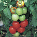 Seed Tomato Tropic Boy F1 1g Terranova