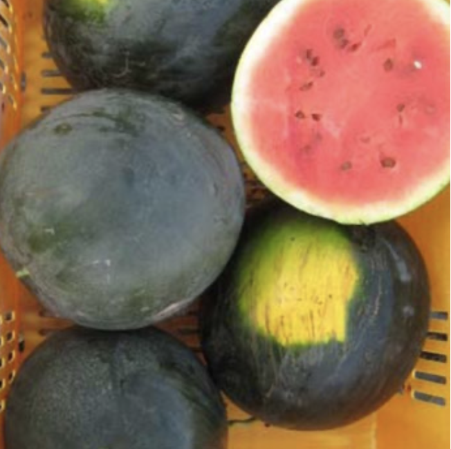 Seed Watermelon Sugar baby 100g Terranova