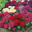 Seed Aster Queen Mixd 0.681g MFG2339