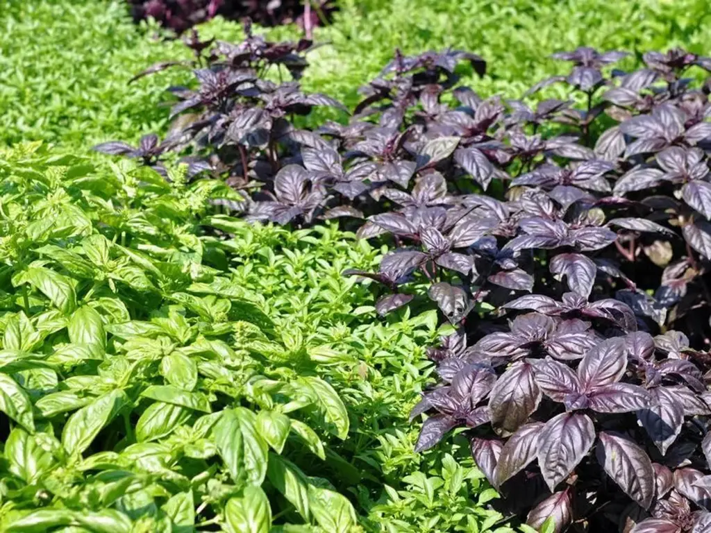 Seed Basil Gourmet Mix 0.243g MFG2313