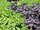 Seed Basil Gourmet Mix 0.243g MFG2313