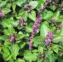 Seed Basil Gourmet Mix 0.243g MFG2313