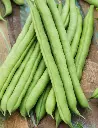 Seed Bean Climb B/Lake BP60g MFG6071