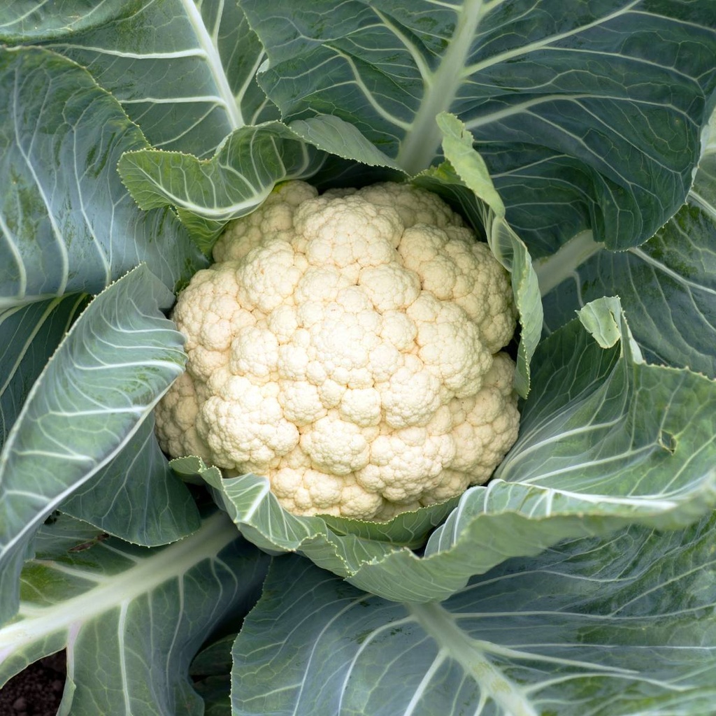 Seed Cauliflower Snow Ball 0.938g MFG2257