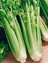 Seed Celery Tall Utah 0.1g MFG2305