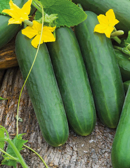 Seed Cucumber Lebanese 2.725g MFG2218