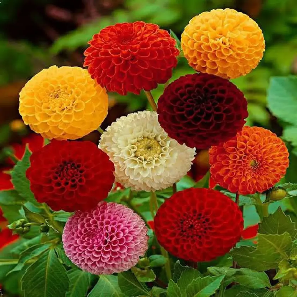 Seed Dahlia Pompon Mix 0.238g MFG2341