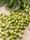 Seed Evesham Brussels Sprt 1.968g MFG2021