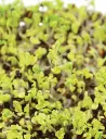 Seed Greens Asian Mix Sprts Alive 30g MFG3010
