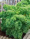 Seed Kale Dwarf Grn Curled 0.918g MFG2288