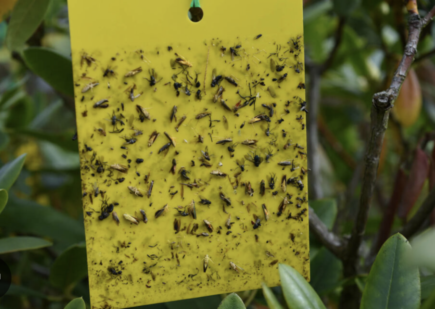Insect Light Trap Spare Glue Board Small