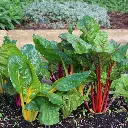 Seed Mr Fothergill Silverbeet Mixd Col 2.16g #2333