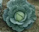 Cabbage Green Coronet F1