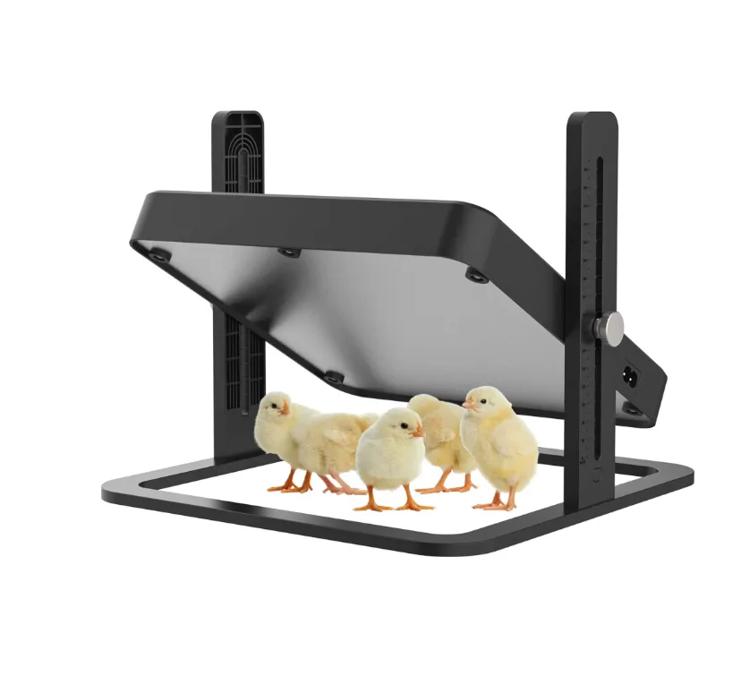 Chick Heating Plate Brooder (2).png