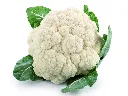 Seed Terranova Cauliflower Sel 174 50grams