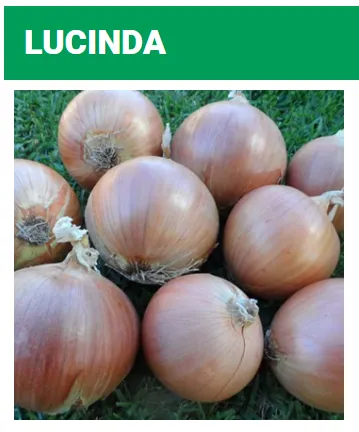 Seed Terranova Onion Lucinda 5M SDS