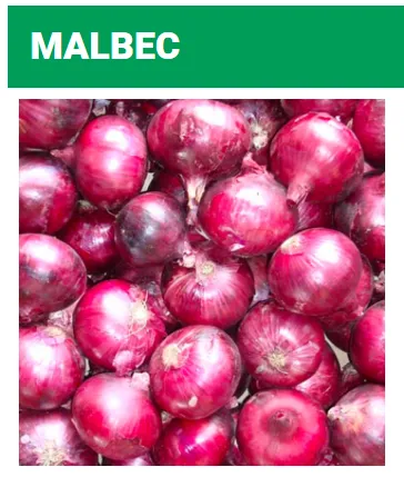 Seed Terranova Onion Malbec 25M SDS