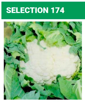 Seed Terranova Cauliflower Sel 174 50grams