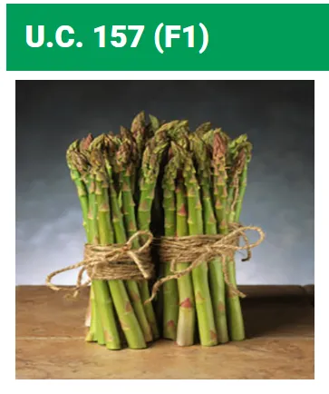 Seed Terranova Asparagus U.C. 157 25grams