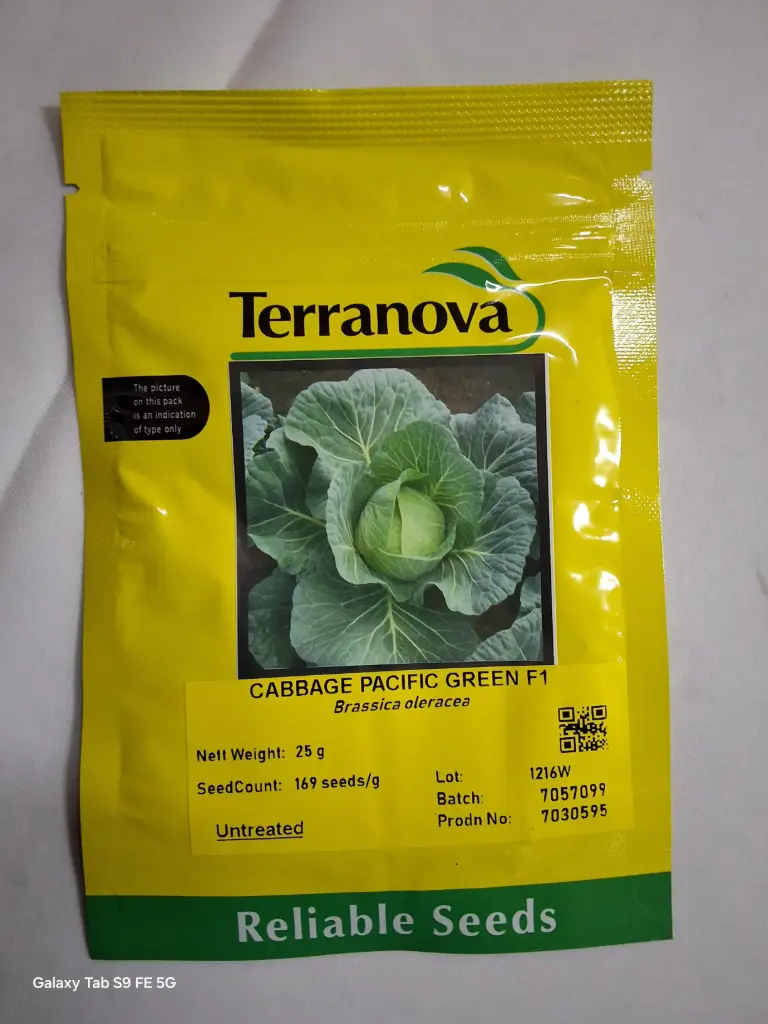 Seed Terranova Cabbage Pacific Green F1 25G 