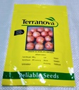 Seed Terranova Onion Gladalan Brwn 100g 