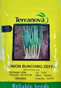  Seed Terranova Onion Zeffa 25g 