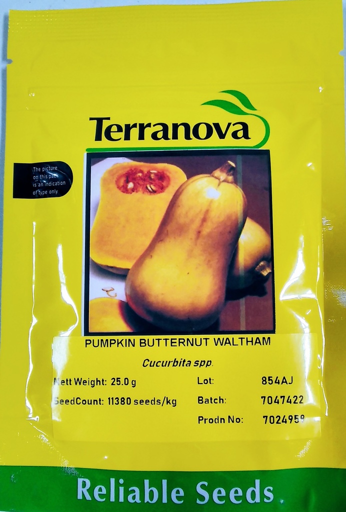  Seed Terranova Pumpkin B/Nut Waltham 25g 