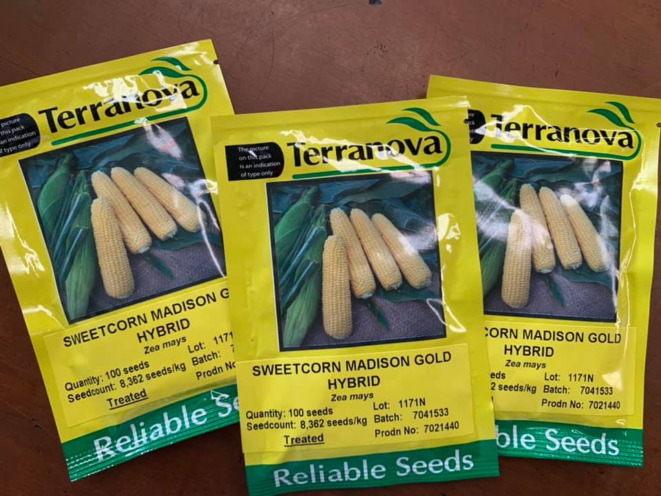  Seed Terranova Corn Sweet Madison Gold F1 1000sds 150g 
