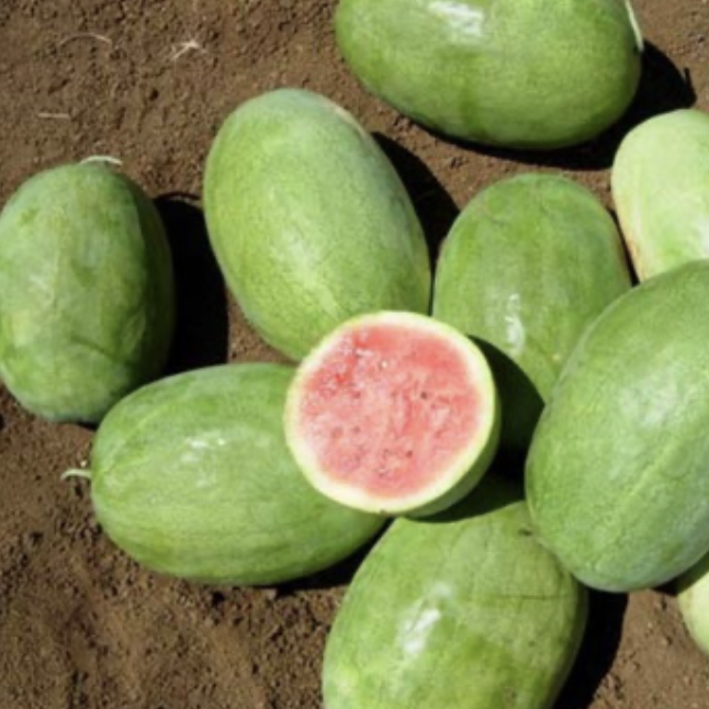  Seed Terranova Watermelon Charlestron 805 10g 